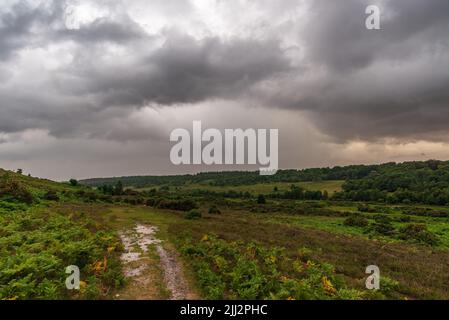 Godshill, New Forest, Hampshire, Royaume-Uni, 22nd juillet 2022, Météo: Pluie au dernier après des semaines de temps sec et manquant sur les averses récentes. Brider la lande sèche se fait tremper dans une épaisse averse en fin d'après-midi. Paul Biggins/Alamy Live News Banque D'Images