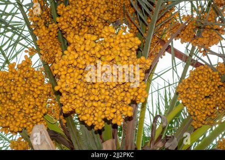 Dater les fruits sur un arbre Banque D'Images