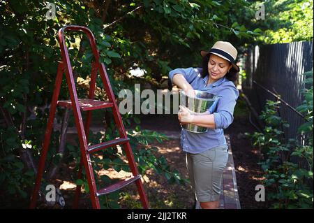 Femme d'âge moyen paysanne putain des cerises fraîches de l'arbre dans un seau en métal galvanisé, tout en jardinant dans un verger Banque D'Images