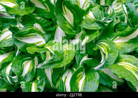 Texture d'arrière-plan de feuilles de Hosta vertes fraîches avec gouttes de pluie Banque D'Images