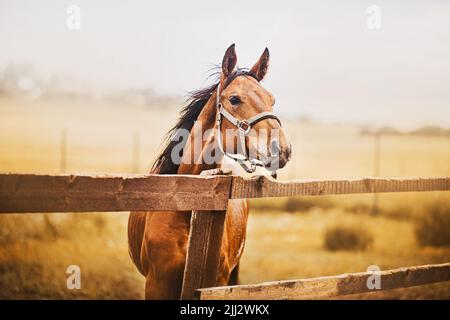 Un beau cheval de baie avec un halter sur son museau se dresse dans un enclos avec une clôture en bois sur le fond du champ et du ciel. Agriculture Banque D'Images