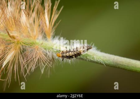 Photo macro de la larve de la coccinelle sur l'inflorescence de l'herbe. C'est un insecte bénéfique dans l'agriculture parce qu'il lutte contre les insectes nuisibles en se nourrissant dessus Banque D'Images