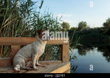 Le chien Jack Rasa est situé sur un pont en bois près de la rivière pour chasser les canards Banque D'Images