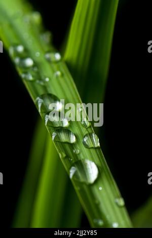 Gouttes de pluie sur la feuille de citronnelle. Banque D'Images