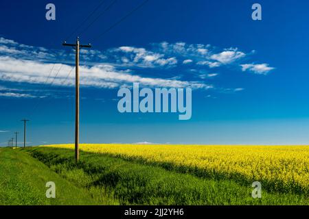 Une rangée de poteaux téléphoniques en bois debout le long d'un champ de canola jaune en fleur dans le comté de Rocky View Alberta Canada sous un ciel bleu profond. Banque D'Images
