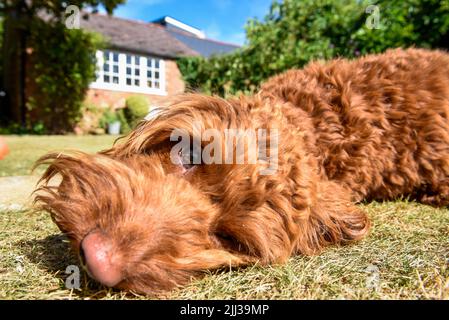 Un chien chiot allongé sur la pelouse dans un jardin par temps chaud Banque D'Images