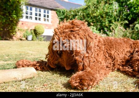 Un chien chiot allongé sur la pelouse dans un jardin par temps chaud Banque D'Images