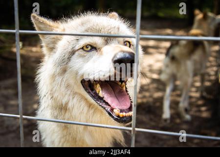 Chien de garde en colère regardant de la cage aboyant dangereux Banque D'Images