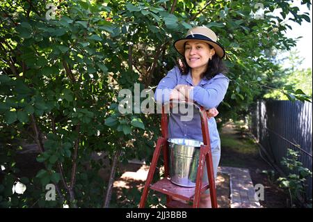 Une jolie femme hispanique jardinière se tient sur une échelle avec un seau rempli de cerises fraîchement cueillies à vendre sur les marchés fermiers. Banque D'Images