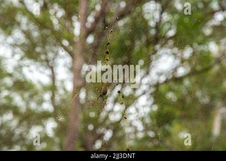 Araignée Orb-weaver en soie dorée. Photo dans un environnement naturel au Queensland, en Australie. Banque D'Images