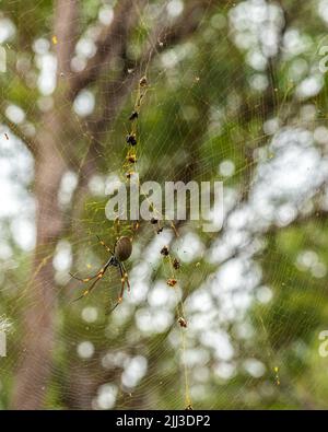 Araignée Orb-weaver en soie dorée. Photo dans un environnement naturel au Queensland, en Australie. Banque D'Images