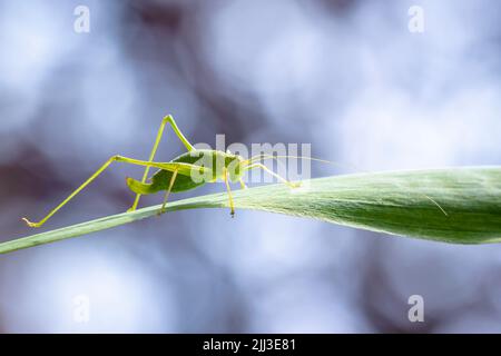 Gros plan pf un buisson-cricket tacheté, Leptophyes punctatissima Banque D'Images