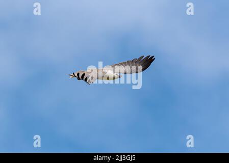 Gris Goshawk Accipiter Novaehollandiae. Rapateur sauvage australien sur fond bleu ciel. Banque D'Images