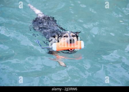 Chien australien Blue Heeler nageant dans une piscine Banque D'Images