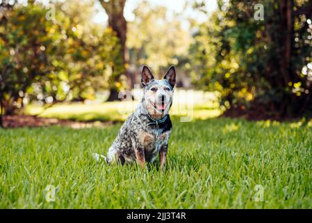 Chien australien Blue Heeler, assis dans un champ herbacé au coucher du soleil Banque D'Images