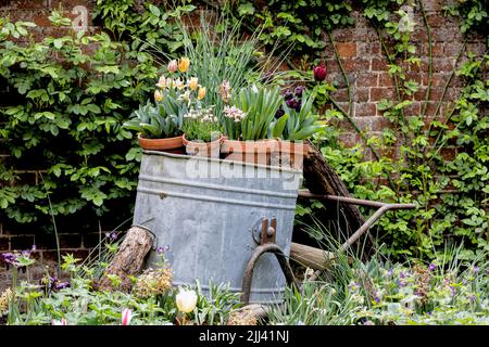 Plantes en contenant métallique - Audley End House et jardins Banque D'Images