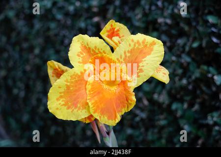 Jaune-orange Cyna Lily Banque D'Images