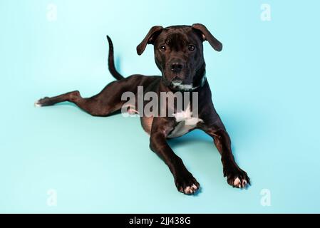 Mélange de terrier américain gris Staffordshire sur fond de studio. Chien doux trépied. Banque D'Images