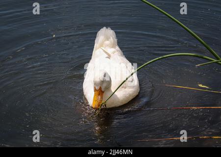 Un canard de Pékin se nourrissant de quelques roseaux au parc de Green Valley à Pason, Arizona. Banque D'Images