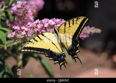 La petite-queue à deux queues ou Papilio multidonnées se nourrissant sur le buisson de papillon à la pépinière Plant Fair de Star Valley, en Arizona. Banque D'Images