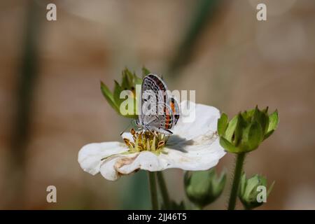 Acmon bleu ou Plebejus acmon se nourrissant d'une fleur de fraise dans un jardin à Payson, Arizona. Banque D'Images