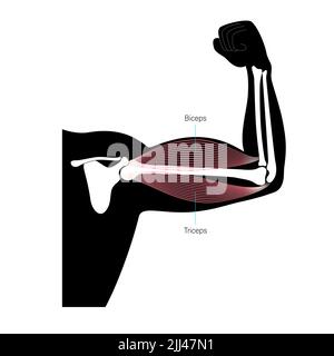 Muscles des biceps et triceps, illustration. Banque D'Images