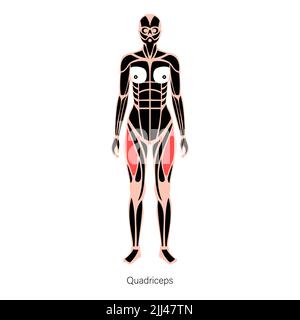 Anatomie du muscle quadriceps, illustration. Banque D'Images