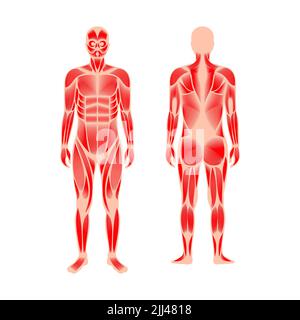 Système musculaire homme, illustration. Banque D'Images