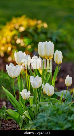 Jardin blanc ou Didiers plante de fleur de tulipe qui fleurit dans un jardin et un champ de forêt ou nature botanique au printemps. Gros plan sur Tulipa gesneriana en pleine croissance Banque D'Images