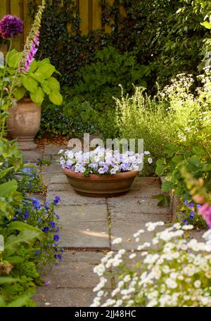 Pansies de plantes en pot qui poussent dans une cour ou un jardin à la maison en été sur un patio. Belle plante hybride qui fleurisse dans une cour au printemps à l'extérieur. Minuscule Banque D'Images