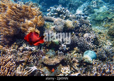Indonésie Sumbawa - récif de corail coloré avec poisson Banque D'Images