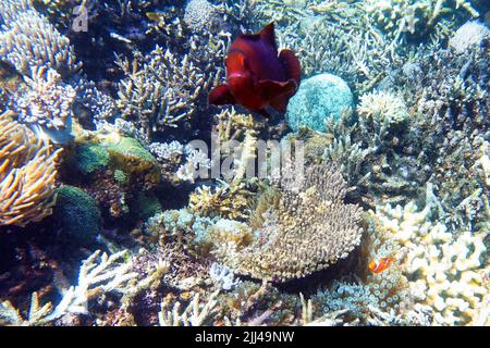 Indonésie Sumbawa - récif de corail coloré avec poisson Banque D'Images