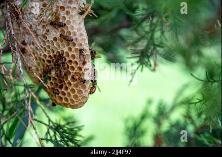 Ruche d'abeille en cours de construction sur une branche d'arbre dans la nature. Banque D'Images