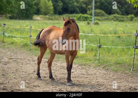 Cheval brun debout seul. Cheval sur la ferme. Banque D'Images