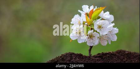 Jeunes pousses de cerise avec fleurs. Arrière-plan abstrait naturel. Banque D'Images