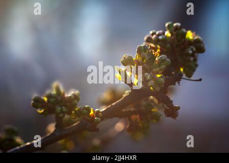 Jeunes pousses de cerise avec fleurs. Arrière-plan abstrait naturel. Banque D'Images