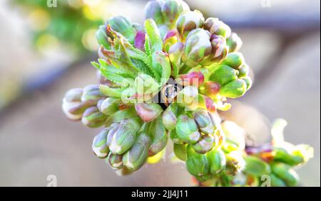 Jeunes pousses de cerise avec fleurs. Arrière-plan abstrait naturel. Banque D'Images