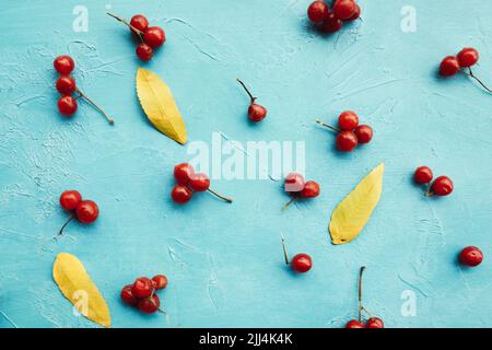 Baies de viburnum moelleuses sur fond bleu Banque D'Images