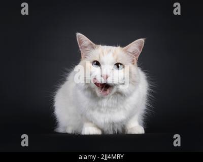 Jeune adulte bleu Tortie Ragdoll chat, en position allongée face à la bouche de léchage avant. Regarder vers l'appareil photo avec les yeux bleu ciel. Isolé sur un fond noir Banque D'Images