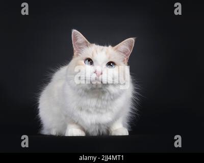 Jeune adulte bleu Tortie Ragdoll chat, en position allongée face à l'avant. Regarder vers l'appareil photo avec les yeux bleu ciel. Isolé sur un fond noir. Banque D'Images