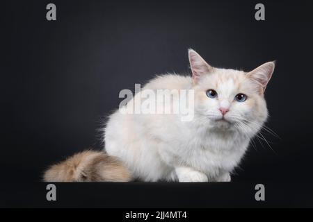 Jeune adulte bleu Tortie Ragdoll chat, en position allongée sur les côtés. Regarder vers l'appareil photo avec les yeux bleu ciel. Isolé sur un fond noir. Banque D'Images