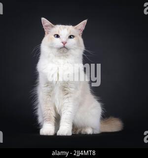 Jeune adulte bleu Tortie Ragdoll chat, assis face à l'avant. Regarder à côté de l'appareil photo avec des yeux bleu ciel. Isolé sur un fond noir. Banque D'Images