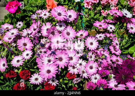 Fleur blanche et pourpre de la plante Osteospermum, communément connu sous le nom de pâquerettes ou de pâquerettes africaines dans un jardin de source ensoleillé, frais naturel extérieur an Banque D'Images