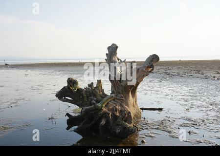 Friedrichshafen, Allemagne. 22nd juillet 2022. En raison du faible niveau d'eau du lac de Constance, il y a d'abord des problèmes de circulation maritime. Même le record de basse eau pour la saison pourrait bientôt tomber. (À dpa 'l'eau faible sur le lac de Constance cause les premiers problèmes pour les navires') Credit: Andreas Rosar/dpa/Alamy Live News Banque D'Images