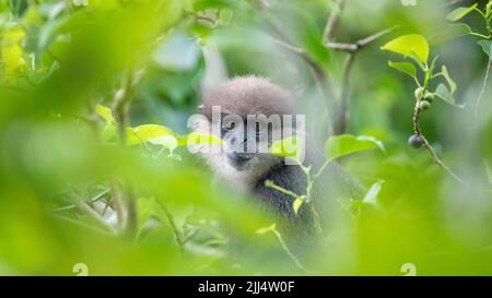 L'expression faciale du singe langur à face violette, qui se cache dans l'arbre, encadrée par les feuilles vertes. Banque D'Images