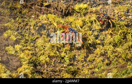 Paire de crabes de Grapsus Albolineatus rampant au-dessus de rochers mousseux sur la plage vue en hauteur. Banque D'Images