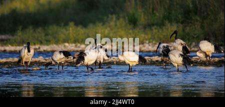 Groupe d'ibis sacrés africains dans l'eau (Threskiornis aethiopicus), Crema, Italie Banque D'Images