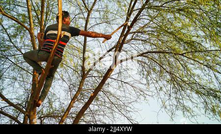 Un homme indien taille un arbre. Jeune homme coupant des branches d'acacia. Banque D'Images