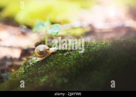 Les bourgeons de source naturels frais et la rosée du matin claire sur la mousse et les gouttes d'eau transparentes tombent, et l'escargot se déplace lentement et tranquillement en déplaçant son a Banque D'Images