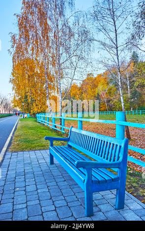 Le banc bleu vif devant de grands birches jaunes dans le parc d'automne, Mezhyhirya, Ukraine Banque D'Images